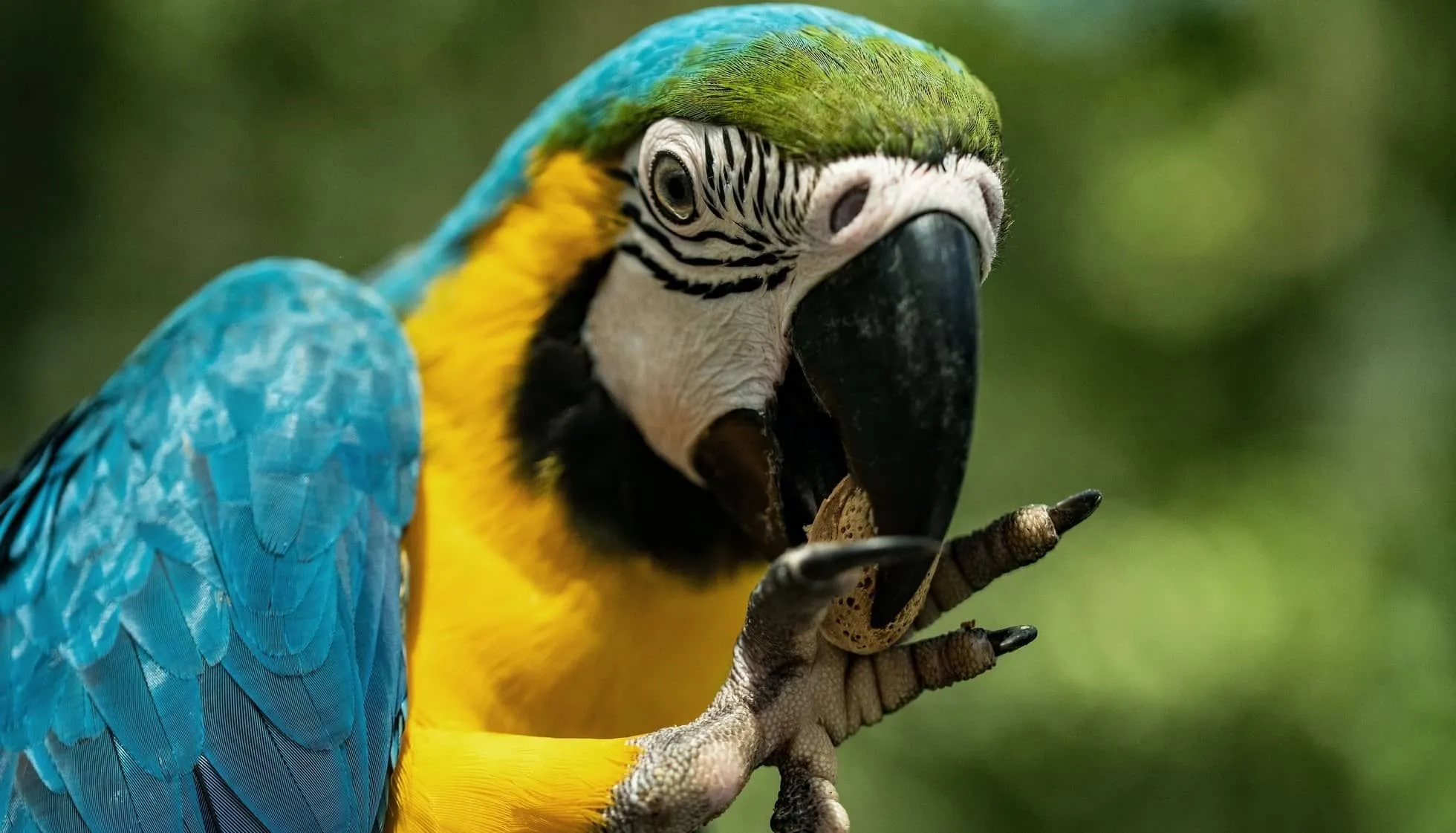 blue and yellow macaws