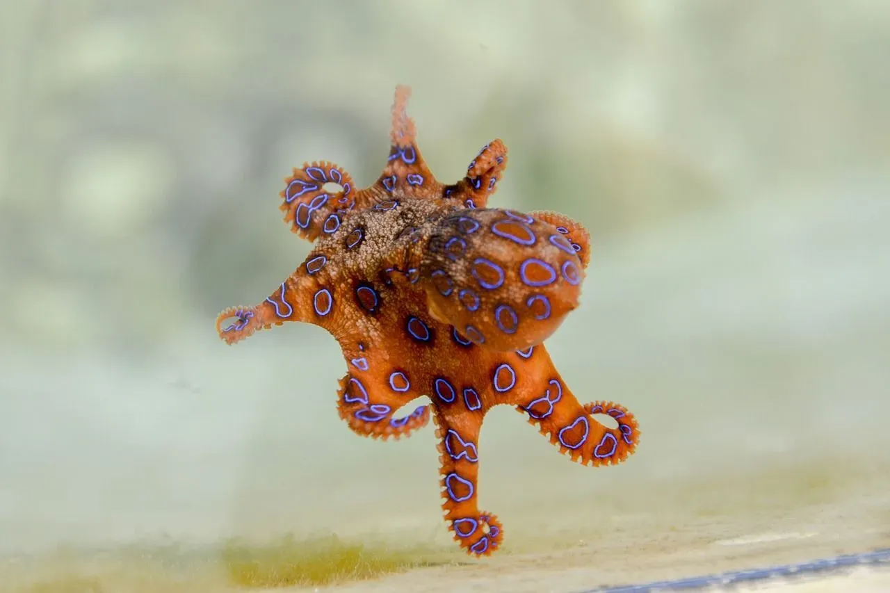 Learn about blue-ringed octopus venom and many more such interesting facts!