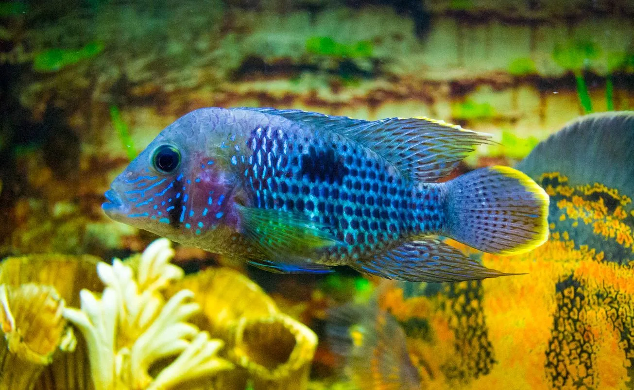 Blue acara facts for kids are educational!