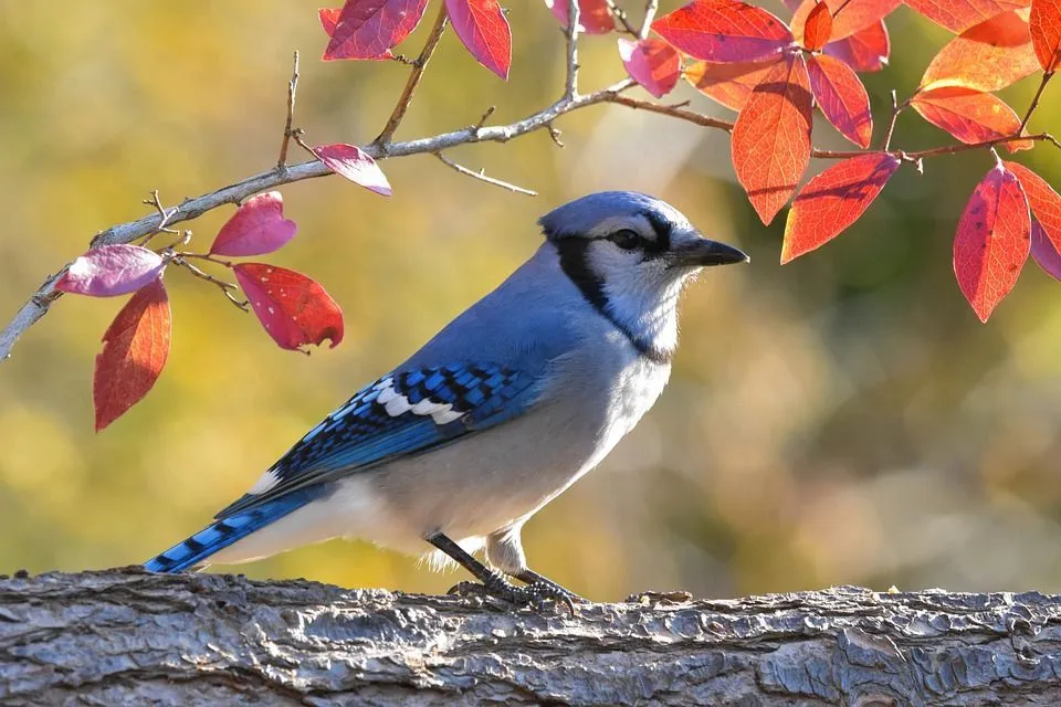 Blue jay has a blue tail and dark bill.