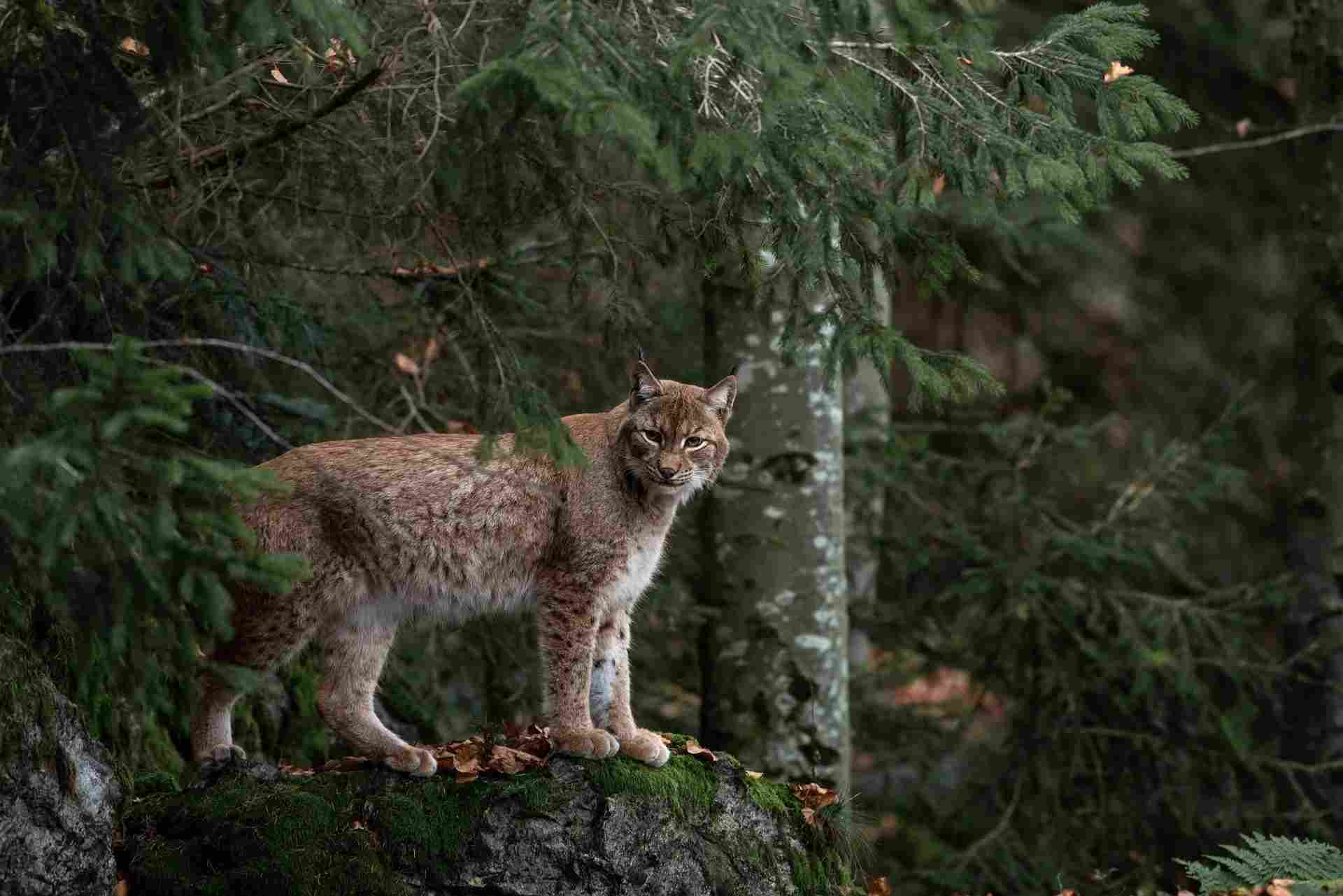 Learn about the comparison of the bobcat vs mountain lion.