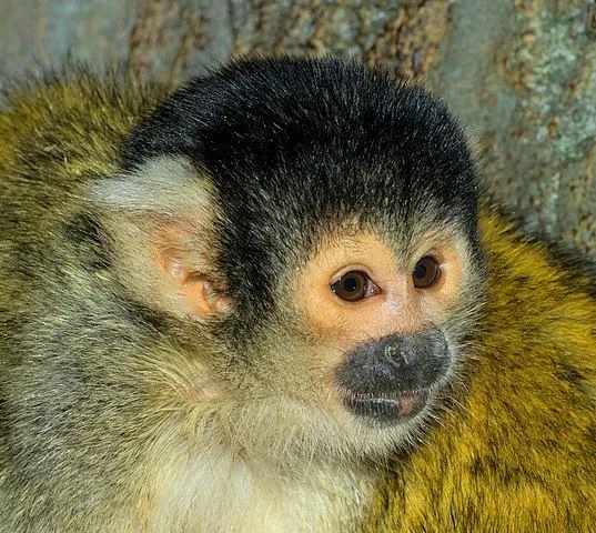 Bolivian squirrel monkey facts are about wild arboreal mammals of South America.