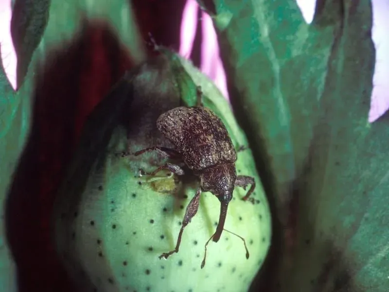 Boll weevil facts are highly informative.