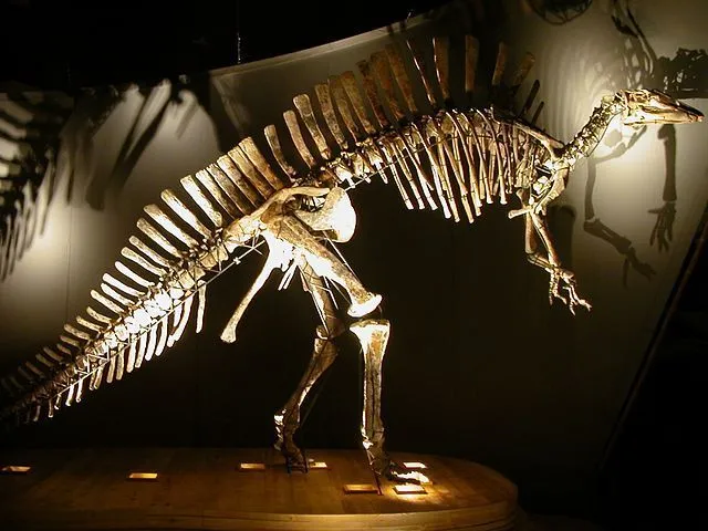 Bolong was a small-sized dinosaur.