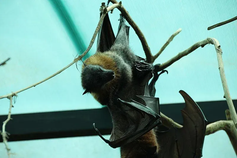 Bornean bat facts are all about the common bats of Borneo.