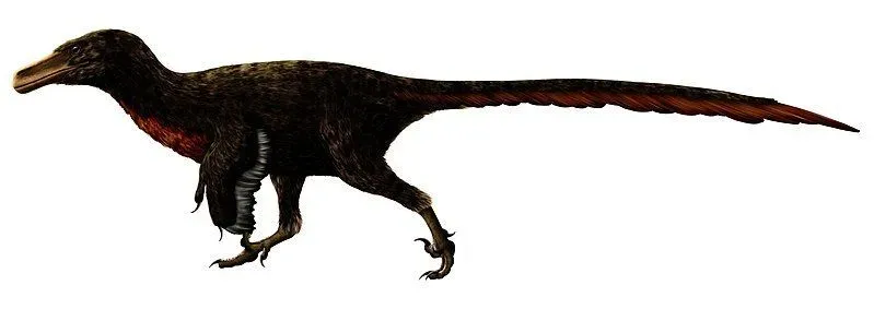Both the holotype and paratype specimens of Adasaurus is incomplete