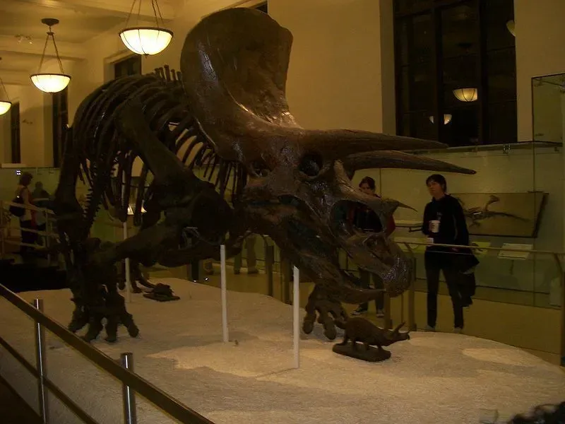 Brachyceratops have a frill to protect the neck