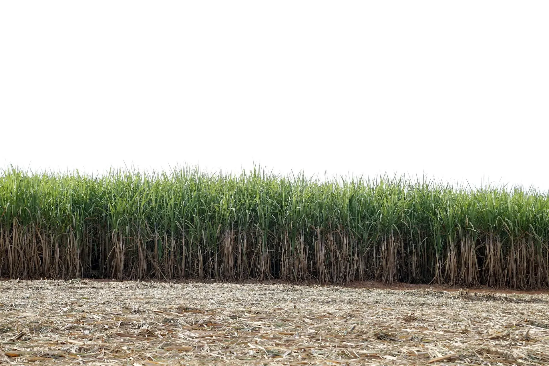 Brazil agriculture facts will help you know why it is the world's largest producer of sugarcane.