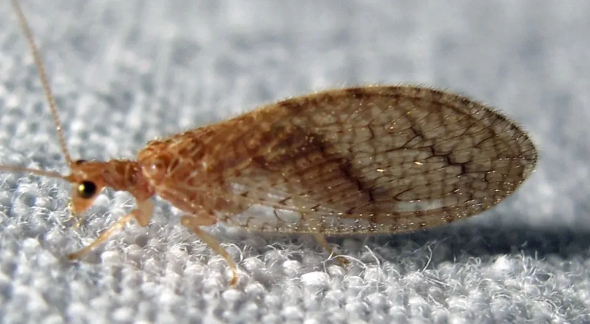Brown lacewing larva acts as biological control.
