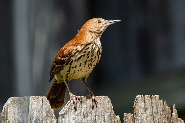 Bird enthusiasts enjoy brown thrasher facts.