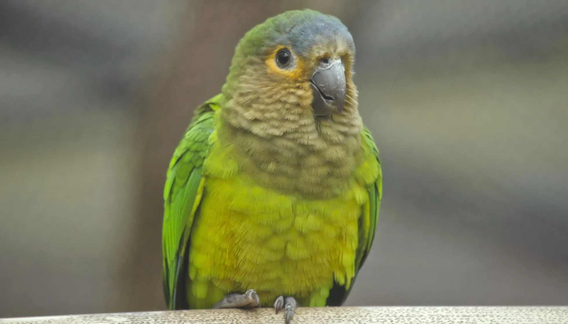 Brown-Throated Conure