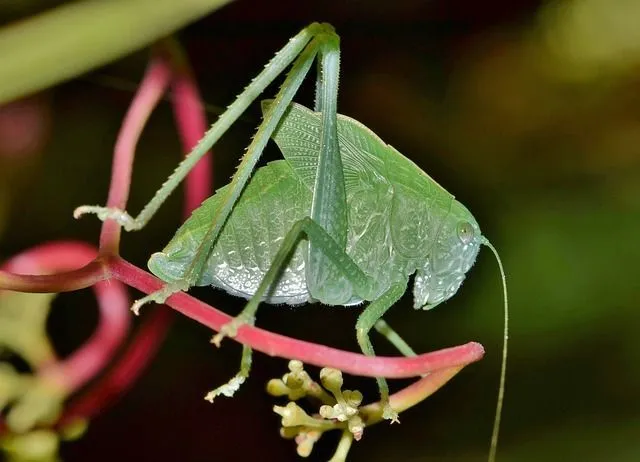 Enrich your knowledge of insects by reading unique facts about a katydid, a bug that looks like a leaf.