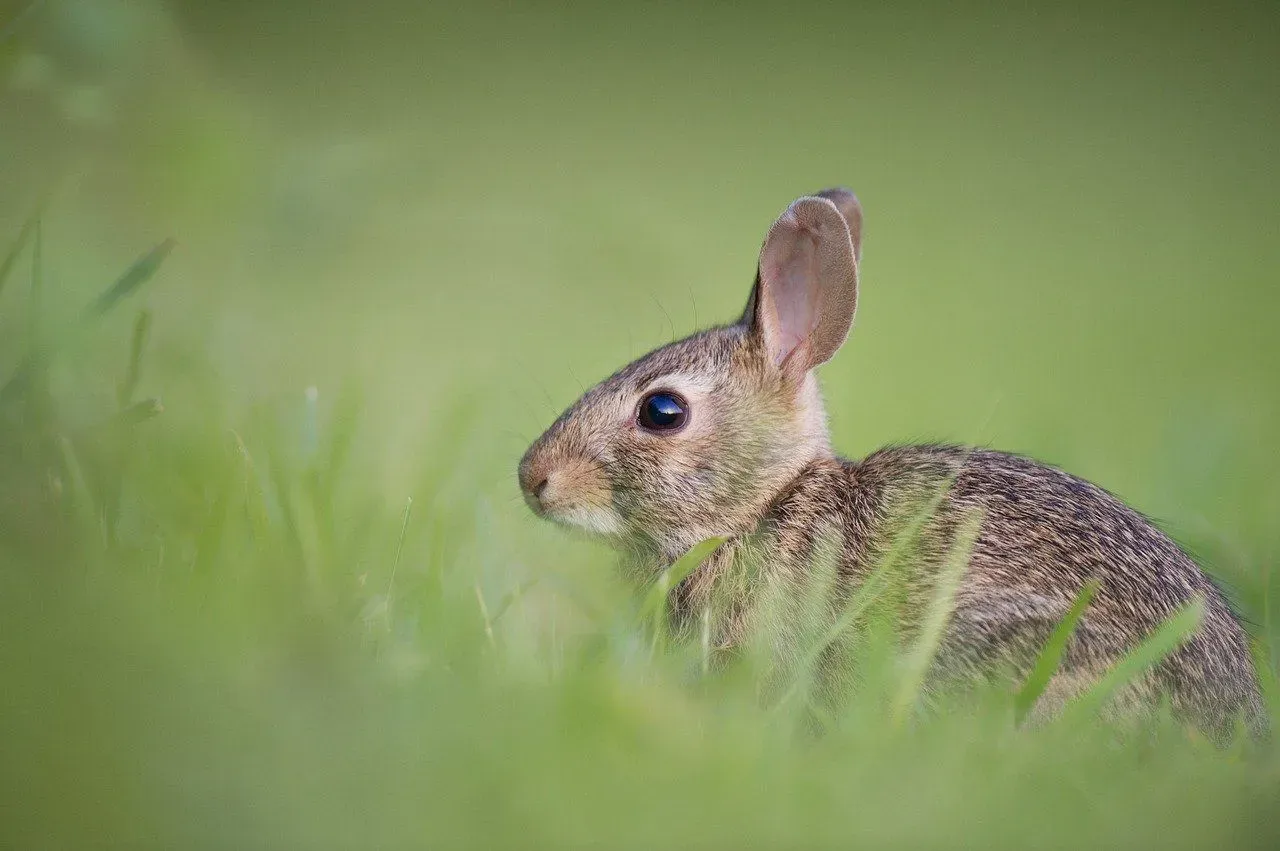 Bunny lifespan is an extremely important question for the owners.