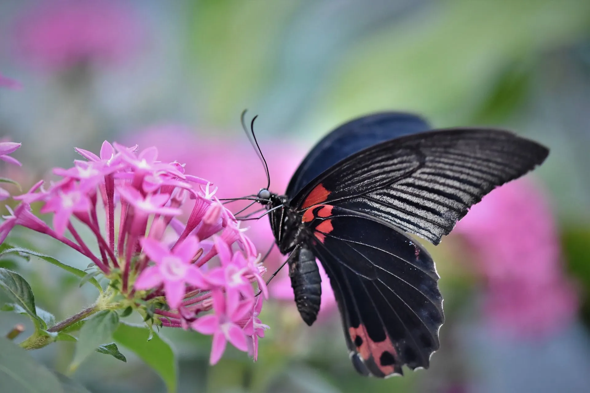 As insects, butterflies are the most colorful creatures in the world.