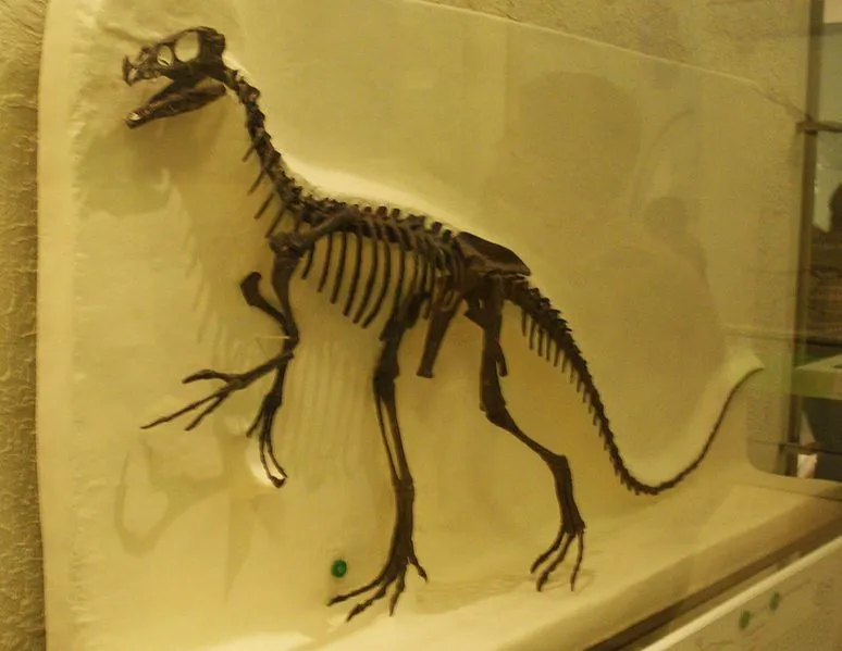 Caenagnathus genus belonged to the Late Cretaceous period.