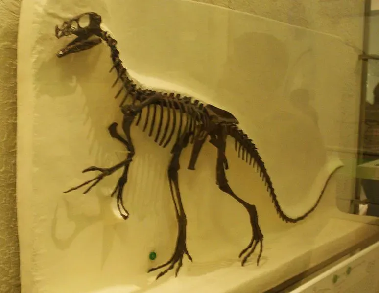 Caenagnathus genus belonged to the Late Cretaceous period.
