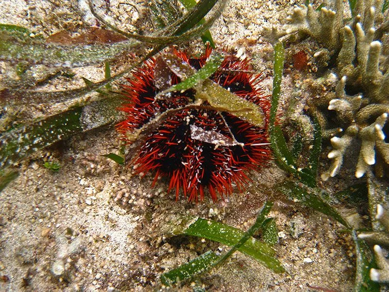 Cake urchin facts increase the marine life knowledge amongst kids.