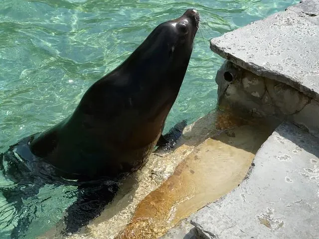 California sea lions have flippers!