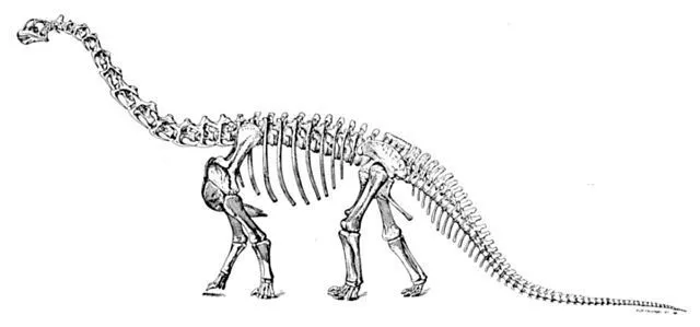 Camarasaurus were in the family of sauropod dinosaurs.