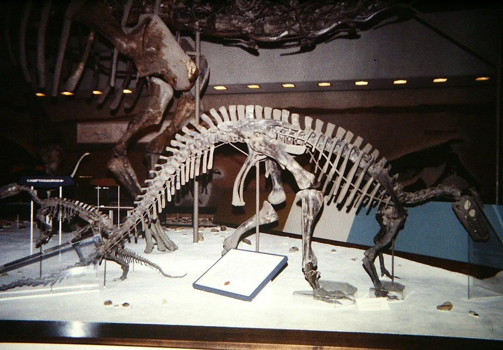 Cumnoria prestwichii was also called Iguanodon prestwichii.