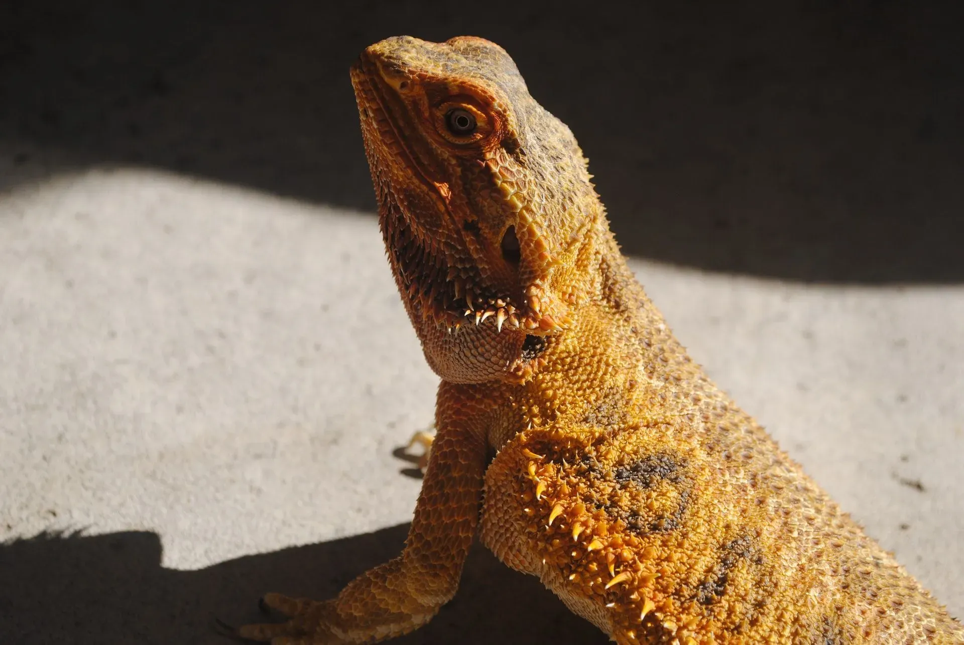 Can bearded dragons eat kale? Yes, bearded dragons can eat kale.