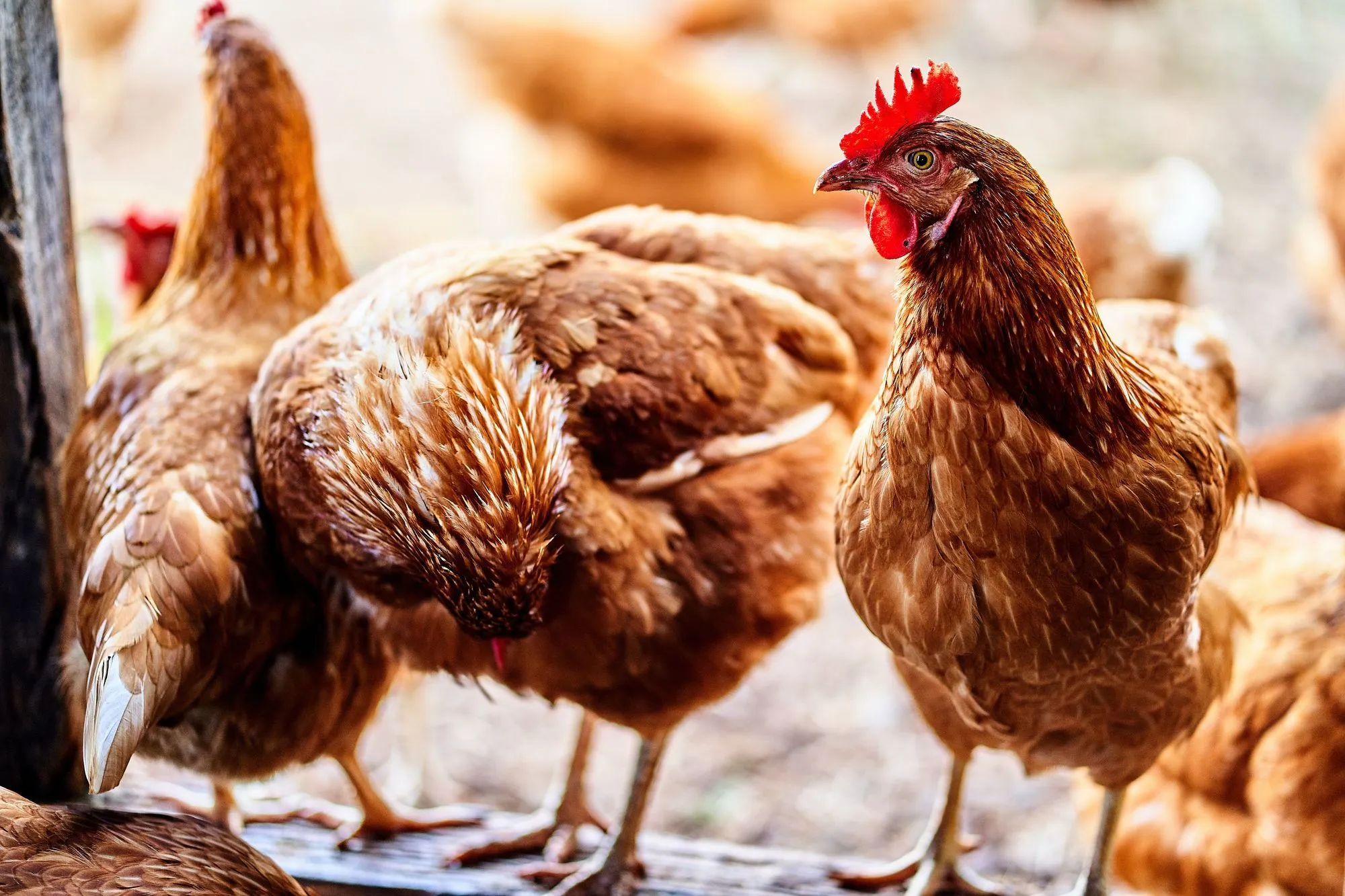 Amazing facts about whether chickens can eat green beans.