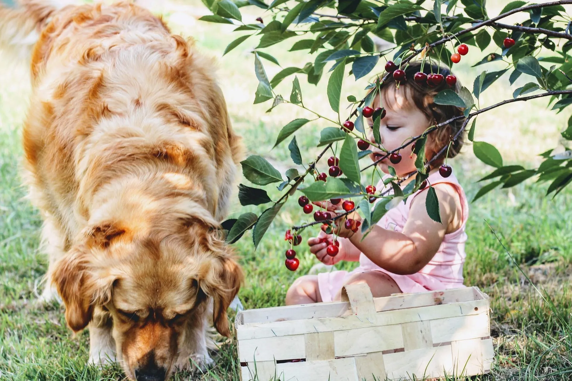 can you feed a dog too many blueberries