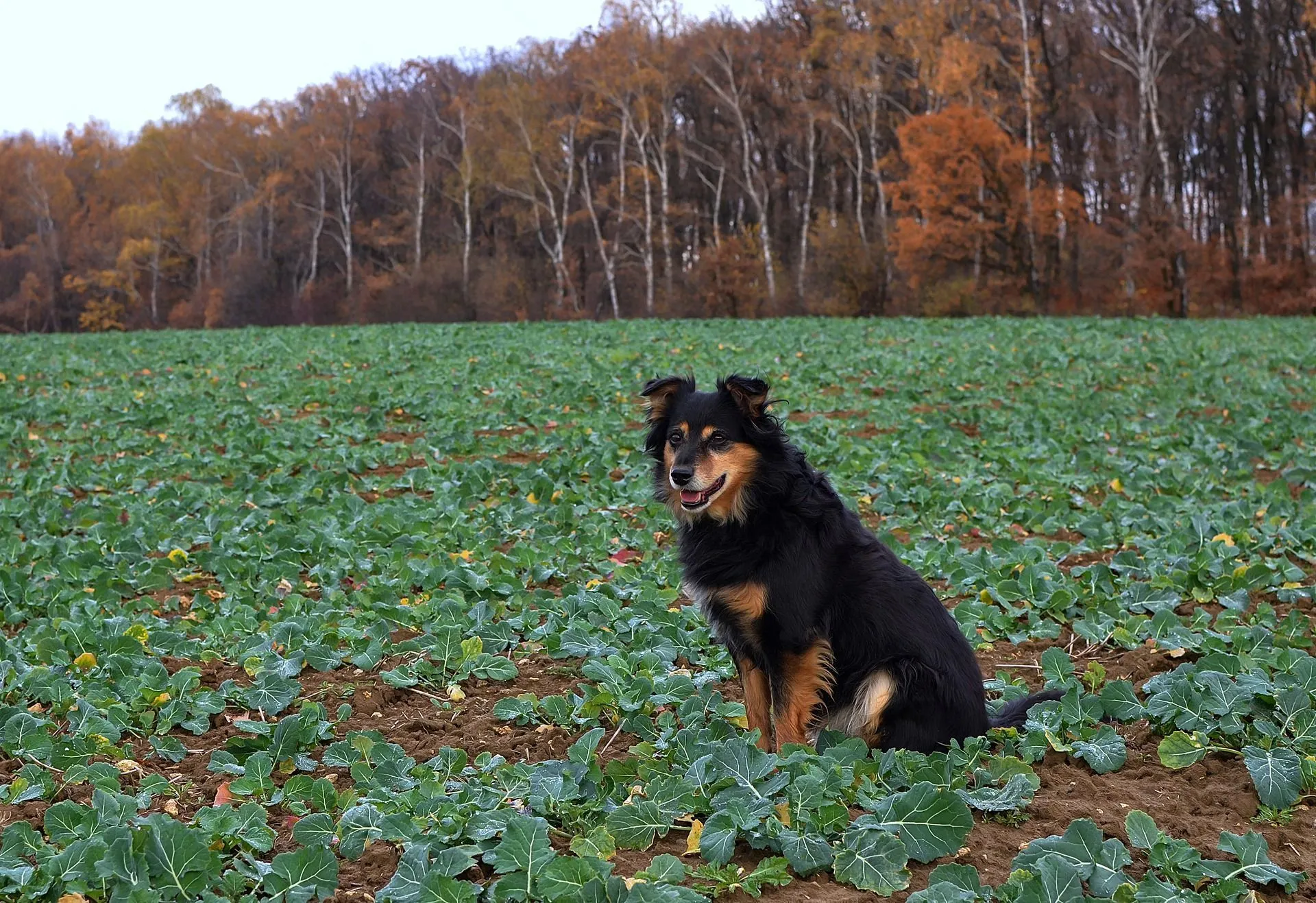 are turnip greens good for dogs