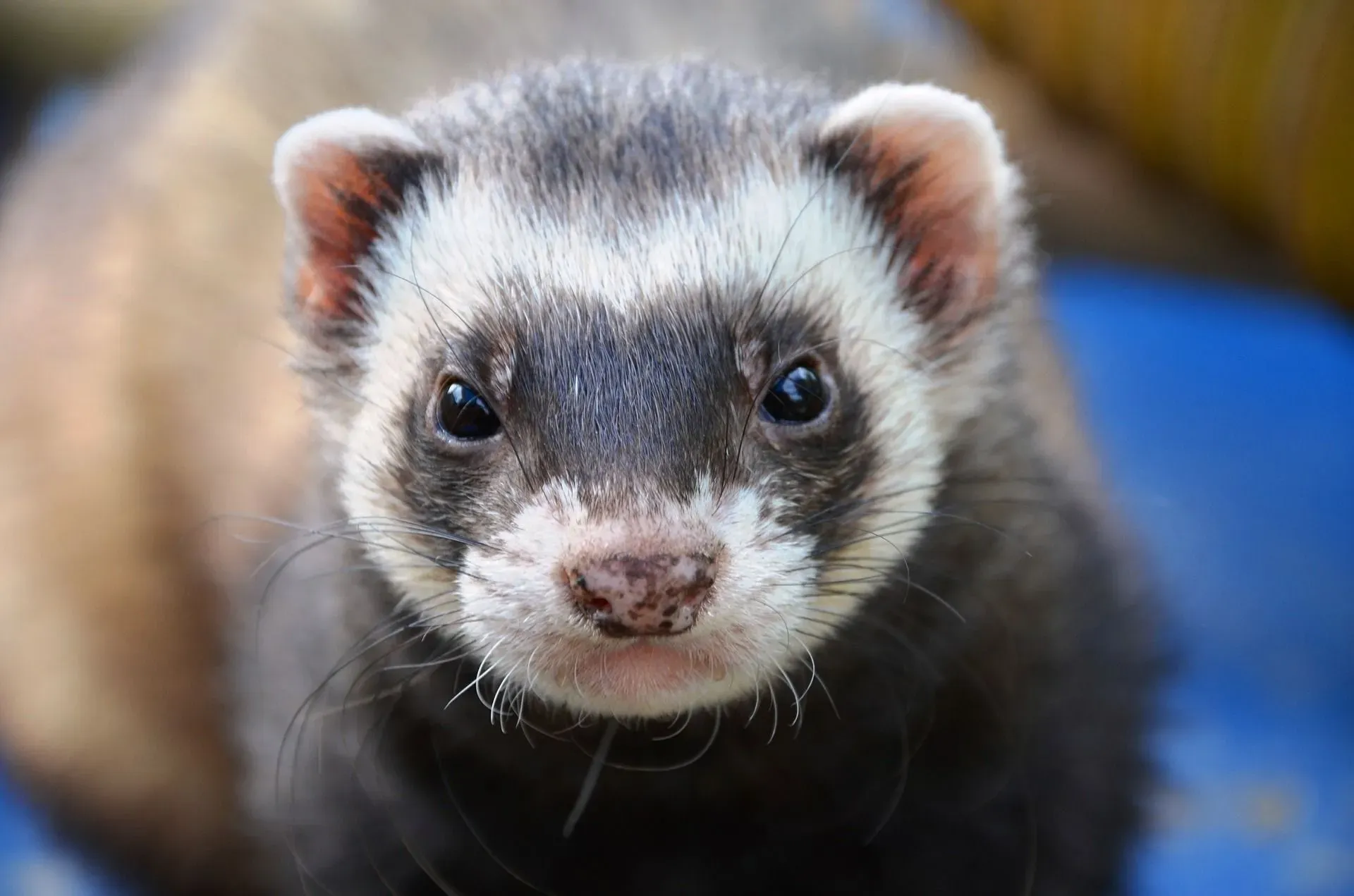 All ferret owners must know, can ferrets eat cat food?