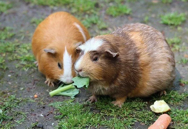 Guinea pigs eat parsley which is rich in vitamin C.