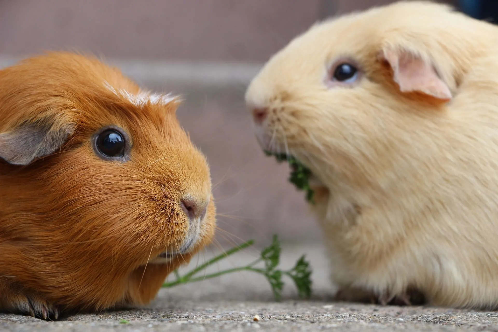 Guinea pigs can eat all types of fresh pears but only in a very small amount once in a while.