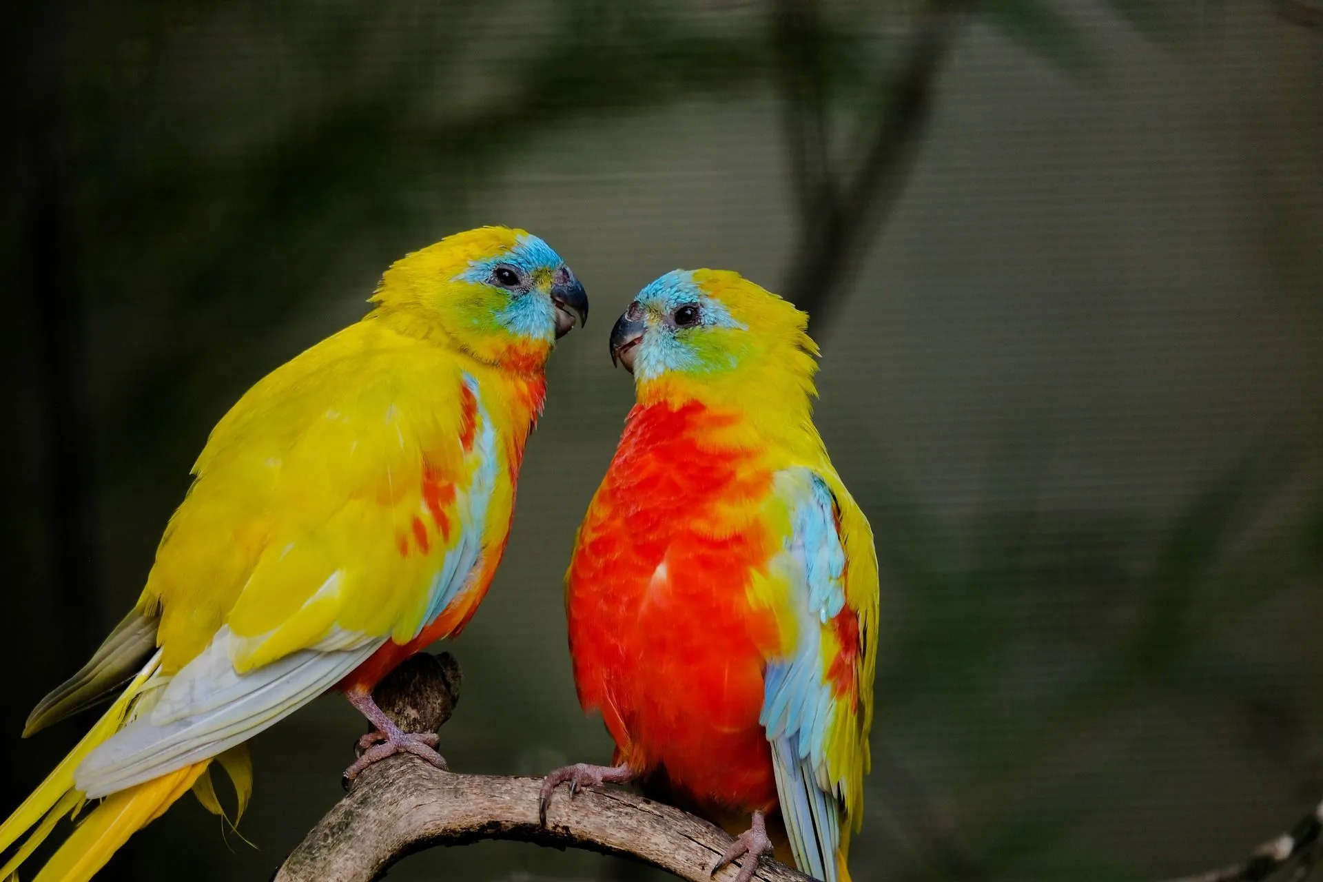 Parrots are the pets. Кубанский попугай. Красивые попугаи. Попугай фото. Попугаи домашние.