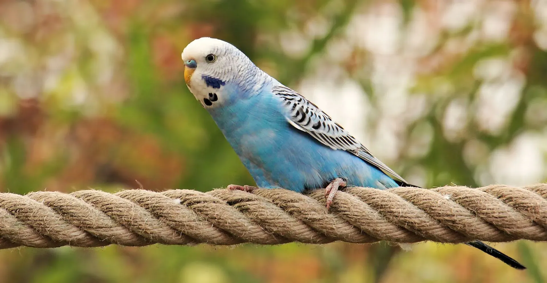Discover the answer for can parakeets talk or not and learn many interesting facts!