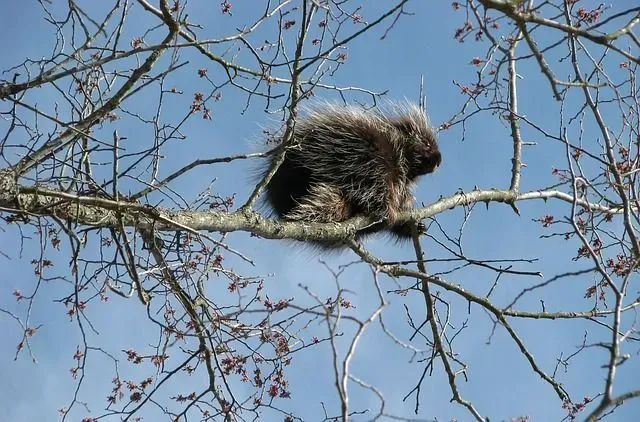 Can porcupines shoot their quills? No, they cannot shoot their quills.