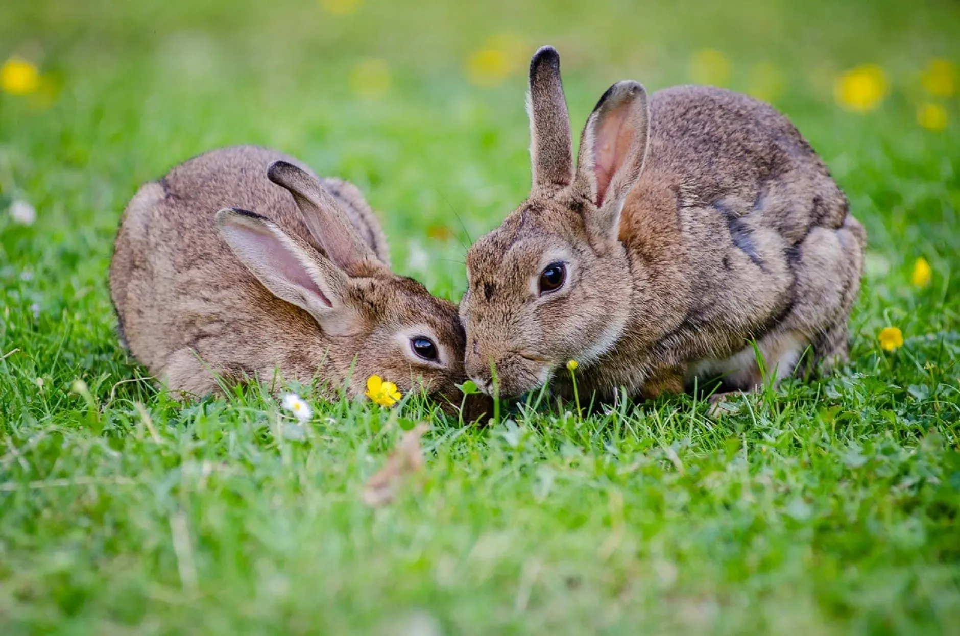Can rabbits swim? Well, their sensitive skin might be affected by swimming.