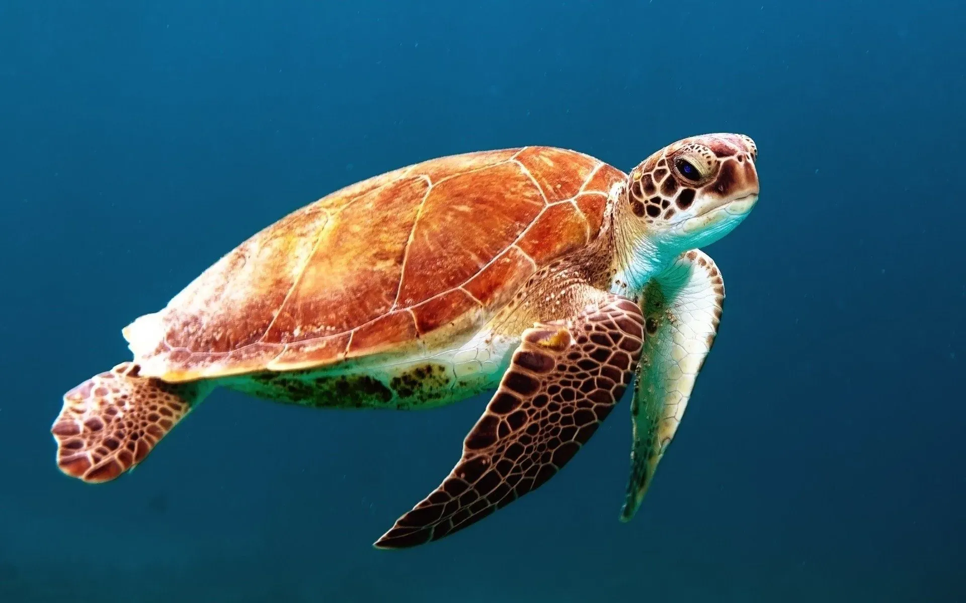 Like turtles? Read here can sea turtles breathe underwater.