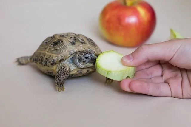 A tortoise should be given a low-fat diet that should contain fresh vegetables like kale, lettuce, mustard, and collard greens. Also, pellets can be a great addition to its diet!
