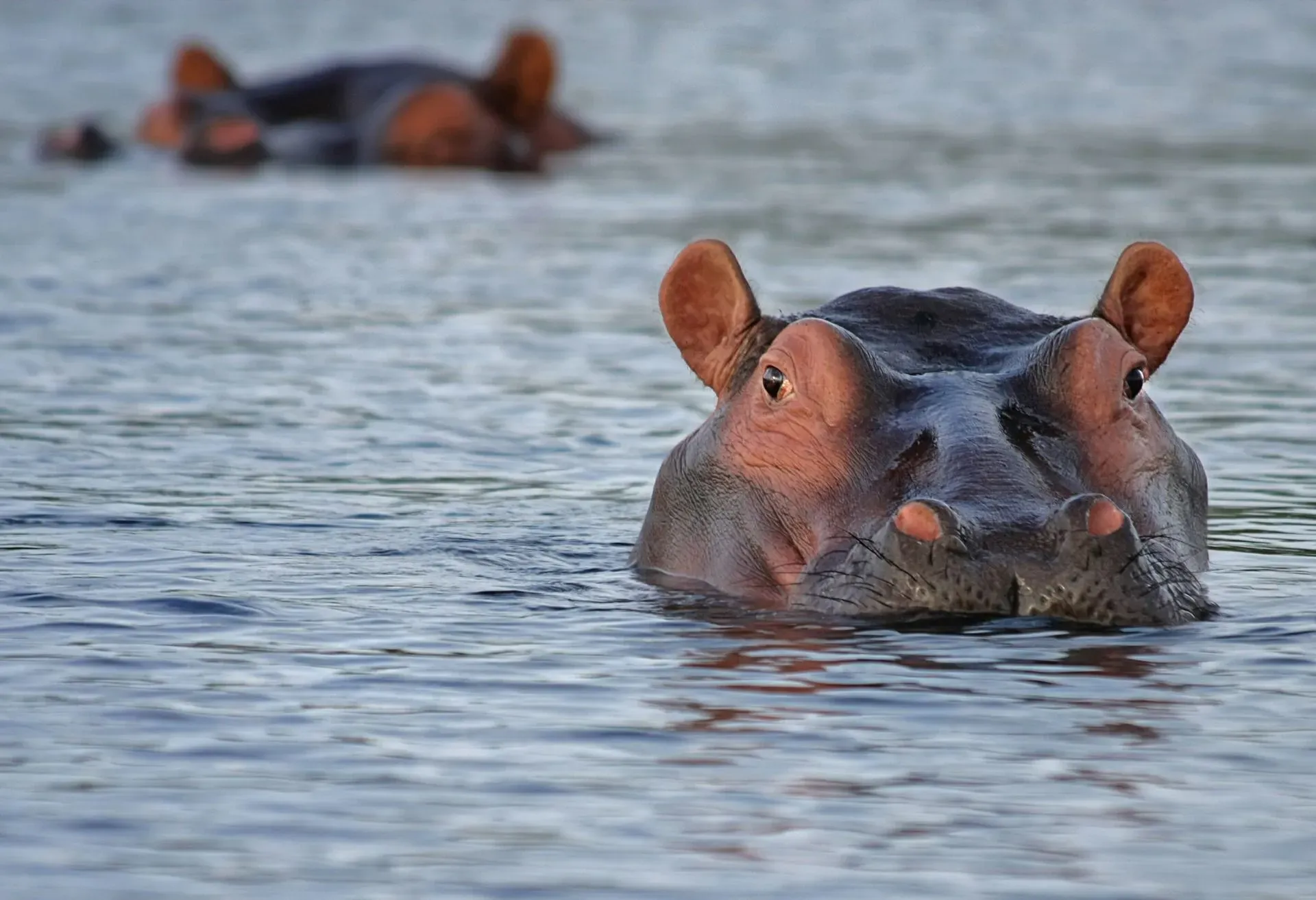 Hippos come to the surface of the water to inhale.