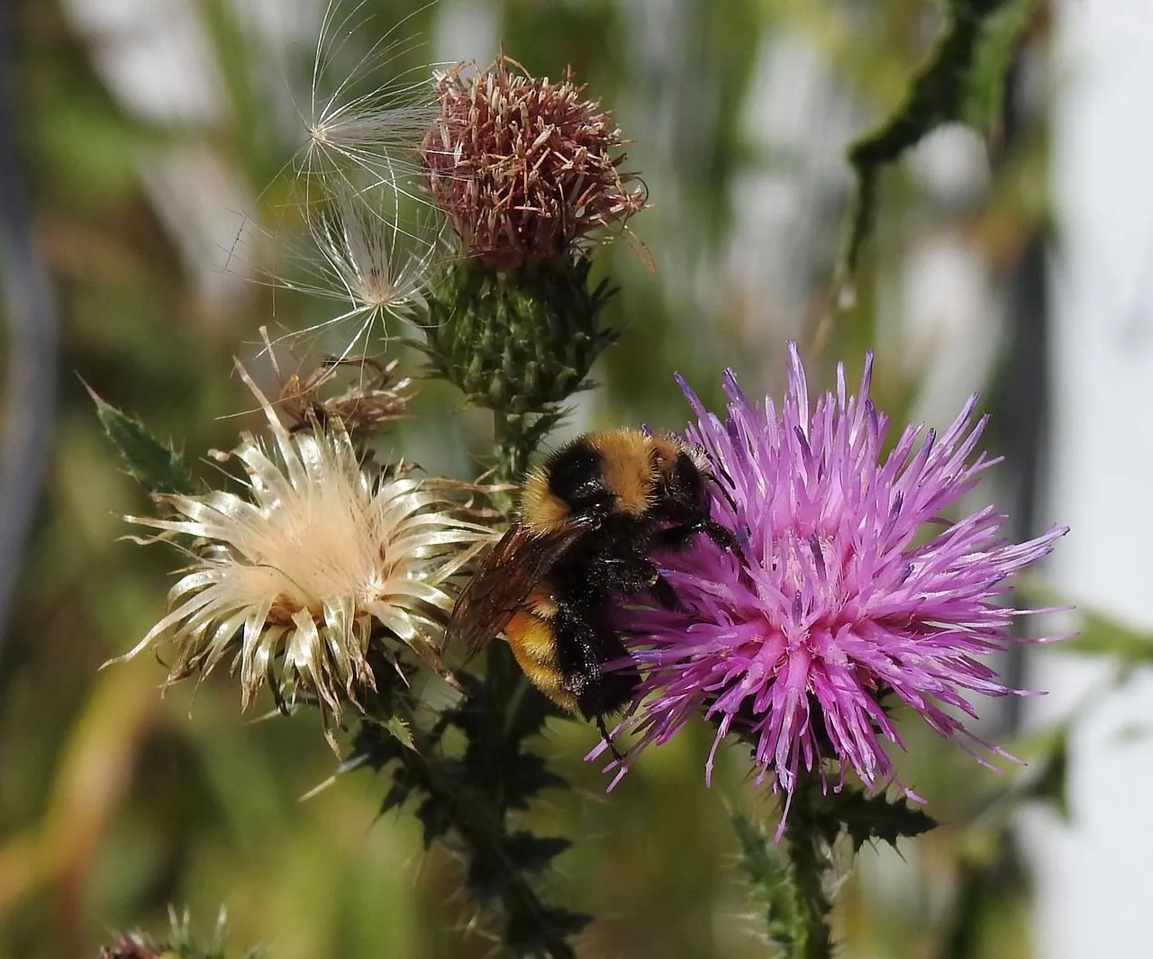 Canada thistle seeds are pale brown in color usually and occasionally white or cream.