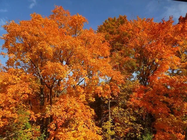 canadian maple tree