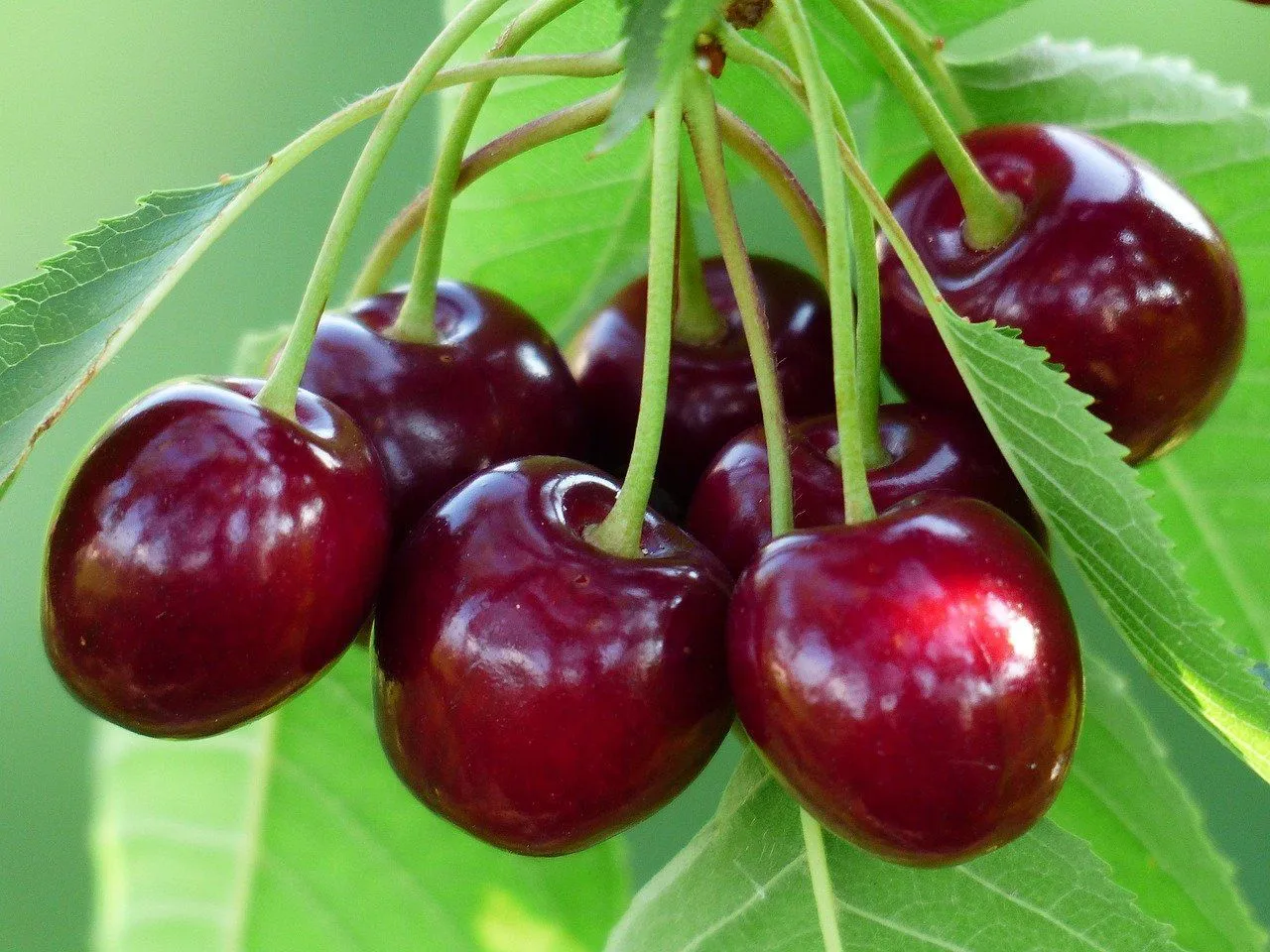 In the spring, flowers bloom and mature into a small fruit, chokecherry berries.