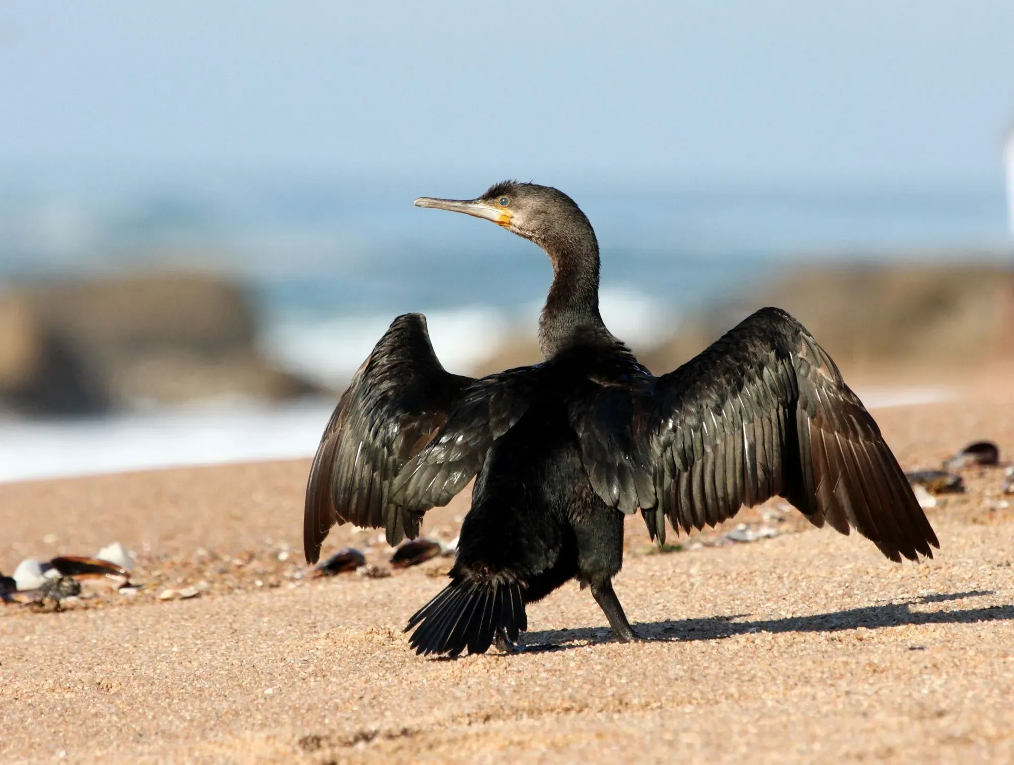 The Cape cormorant builds its nest with plant materials.
