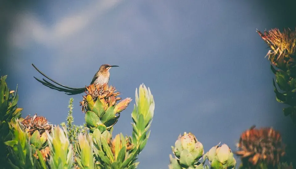 Cape sugarbird facts help to know about rare bird species.