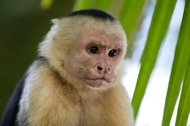 Learn amazing Capuchin monkey facts such as Capuchin monkey lifespan, habitat, diet, and more!