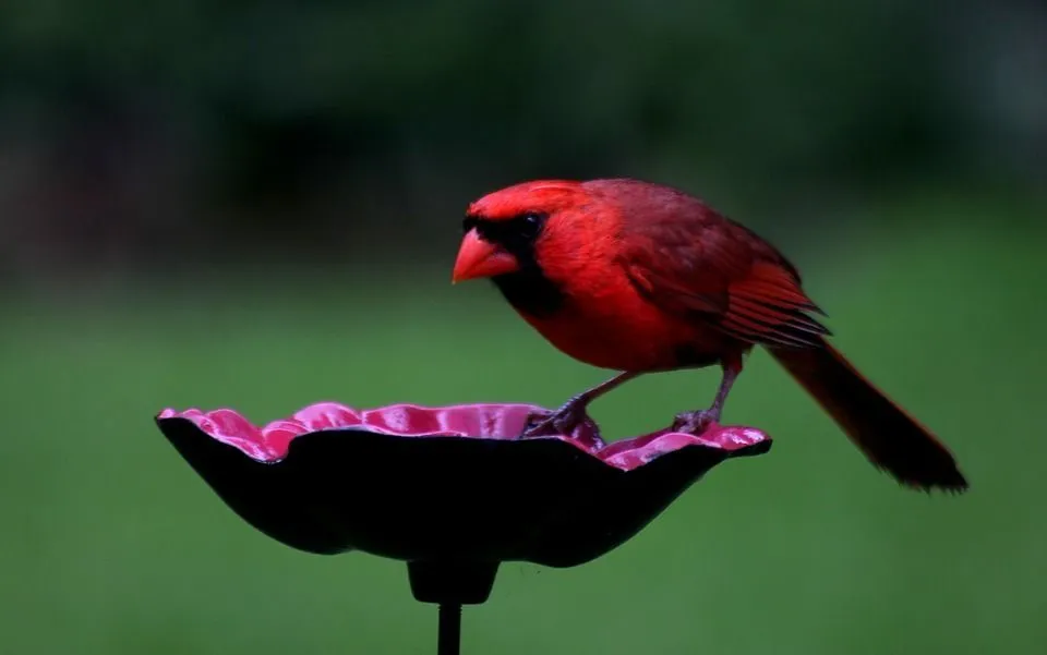 Cardinals often engage in a behavior called anting which helps them ward off lice!