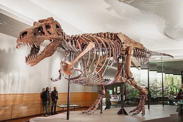 Caseosaurus facts about their hip bone discovery is fun to read.