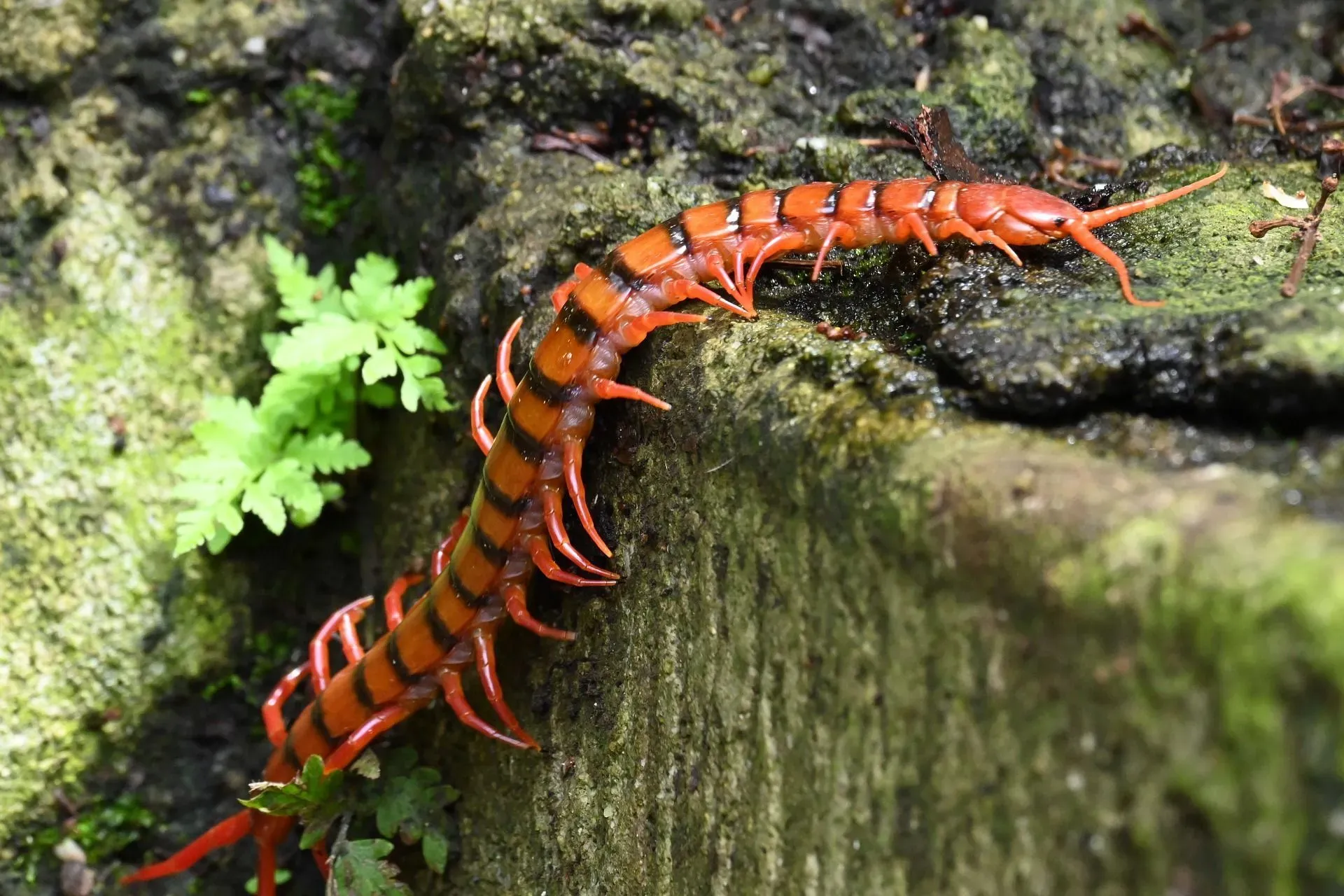 Even though centipedes look scary, you should think twice before squishing them. They can serve as pest controllers!