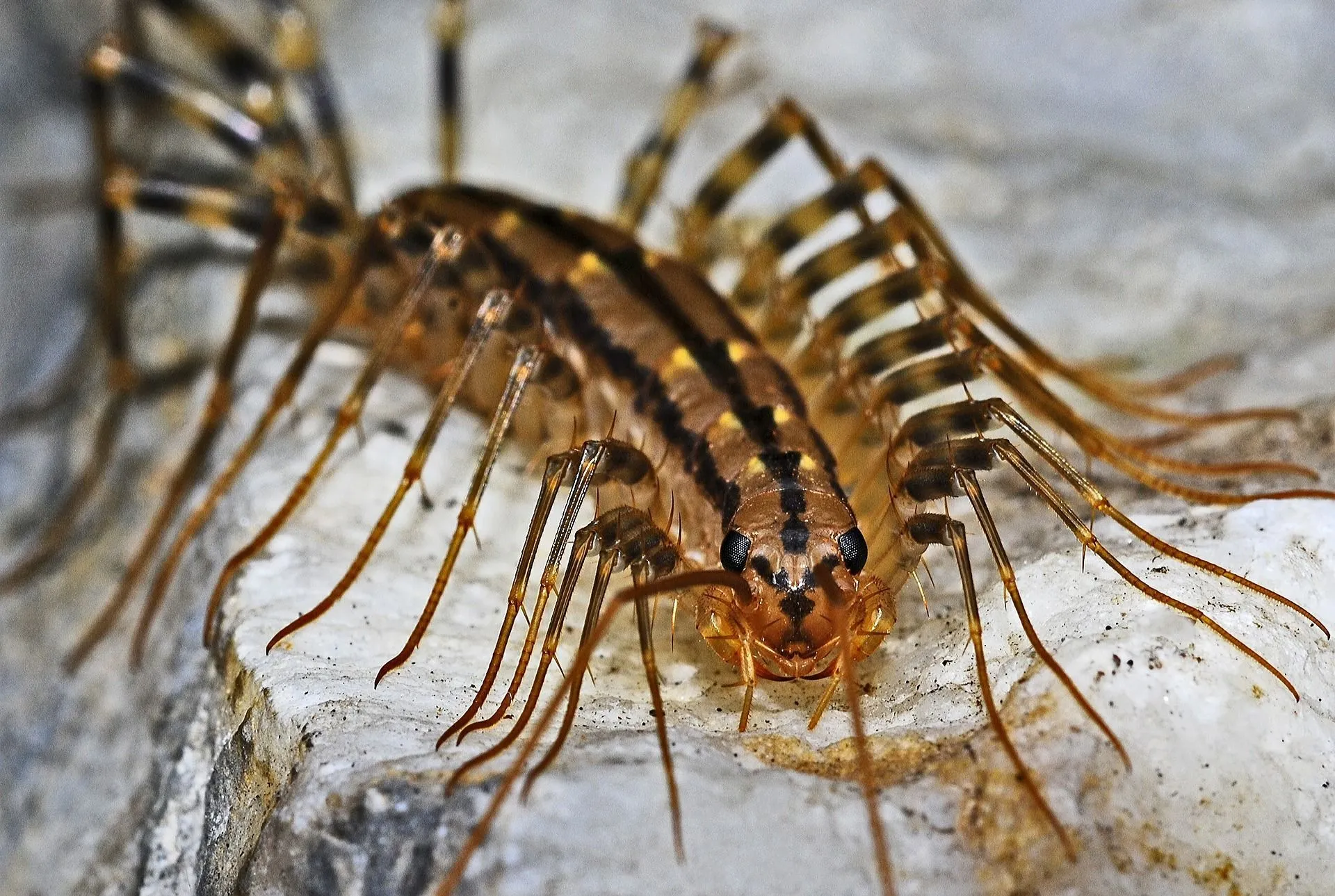 Centipede vs millipede: There are many differences between the two arthropods including the number of legs.