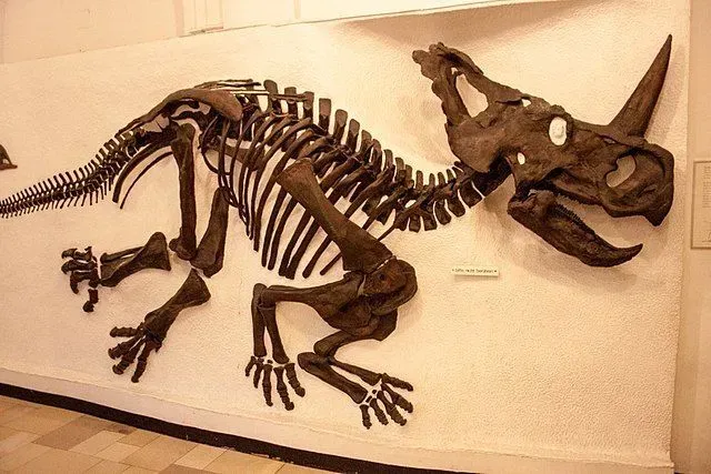The Centrosaurus skull had one horn just around the snout of this animal