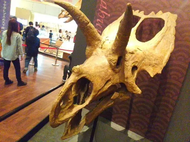 Ceratopsids were the largest herbivores in their habitat.